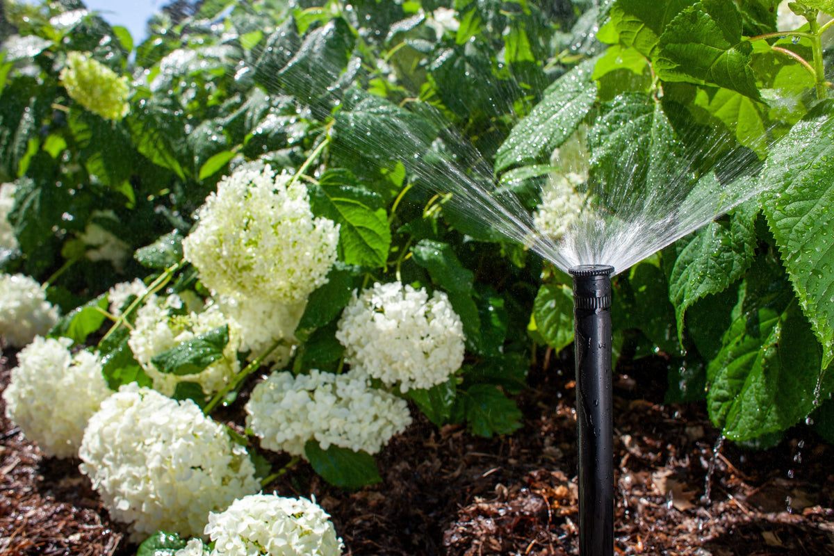 Pressure-regulated 4 in. sprinkler irrigating a healthy green lawn with efficient water use