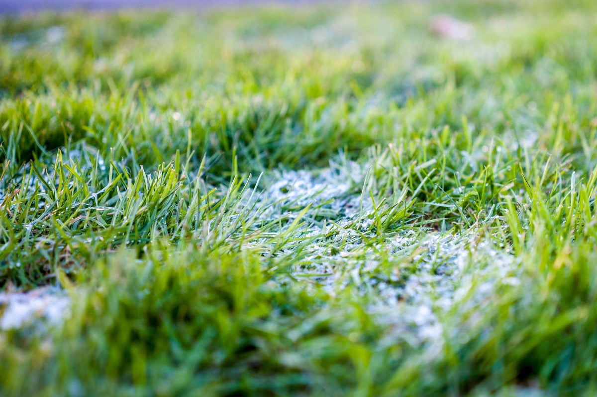 Frost on grass in a mild climate winter landscape
