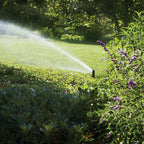 Sprinkler watering a lawn with green grass and purple flowers in the foreground